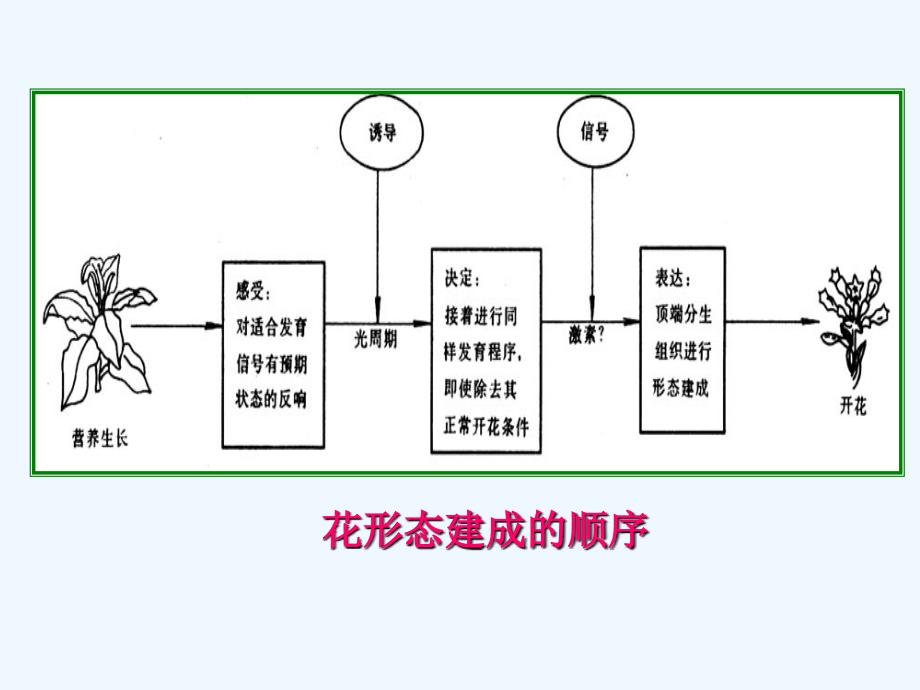 第十一章植物生殖生理_第1页