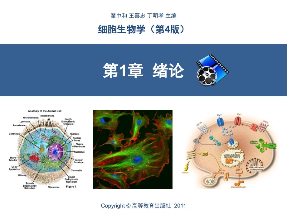 细胞生物学翟中和第四版 绪论_第1页