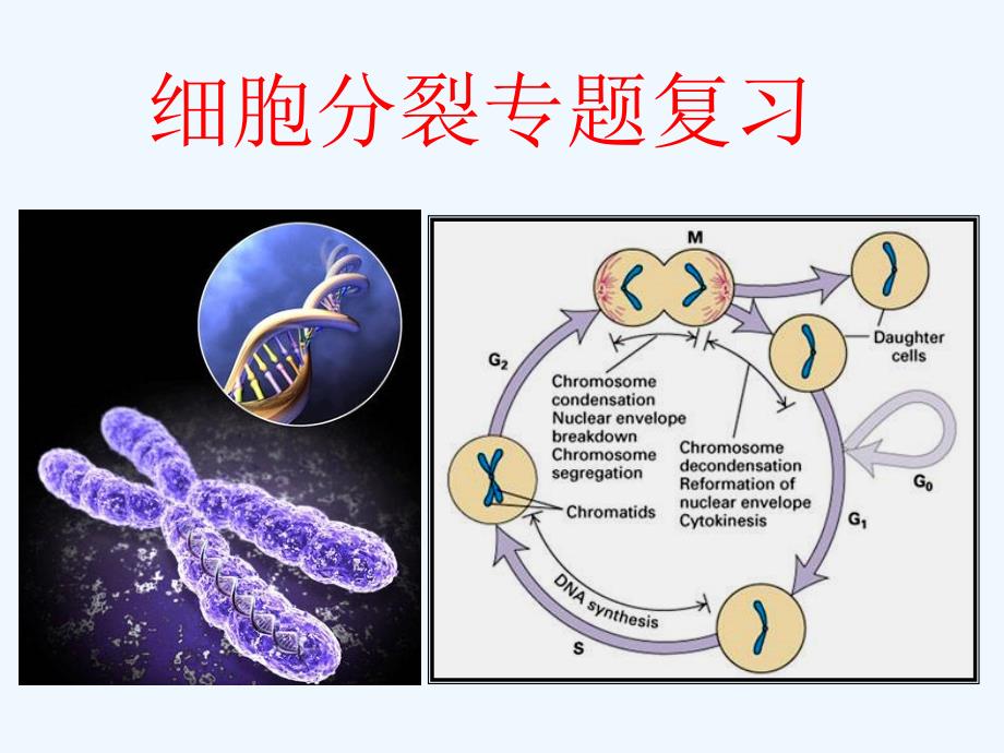 细胞增殖复习_第1页