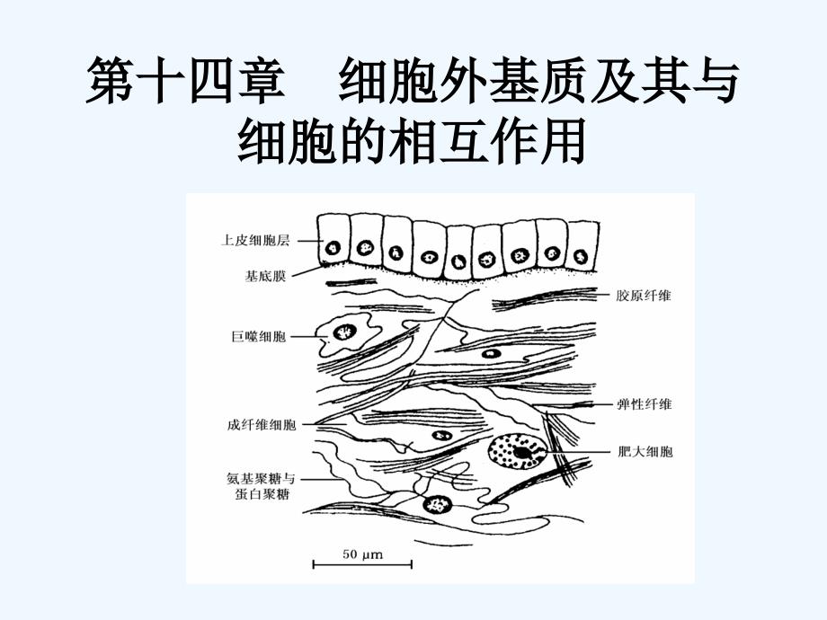 细胞外基质_第1页