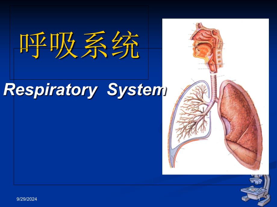 组织学与胚胎学 呼吸系统_第1页