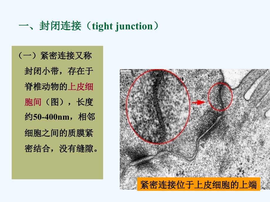 细胞与社会联系_第1页