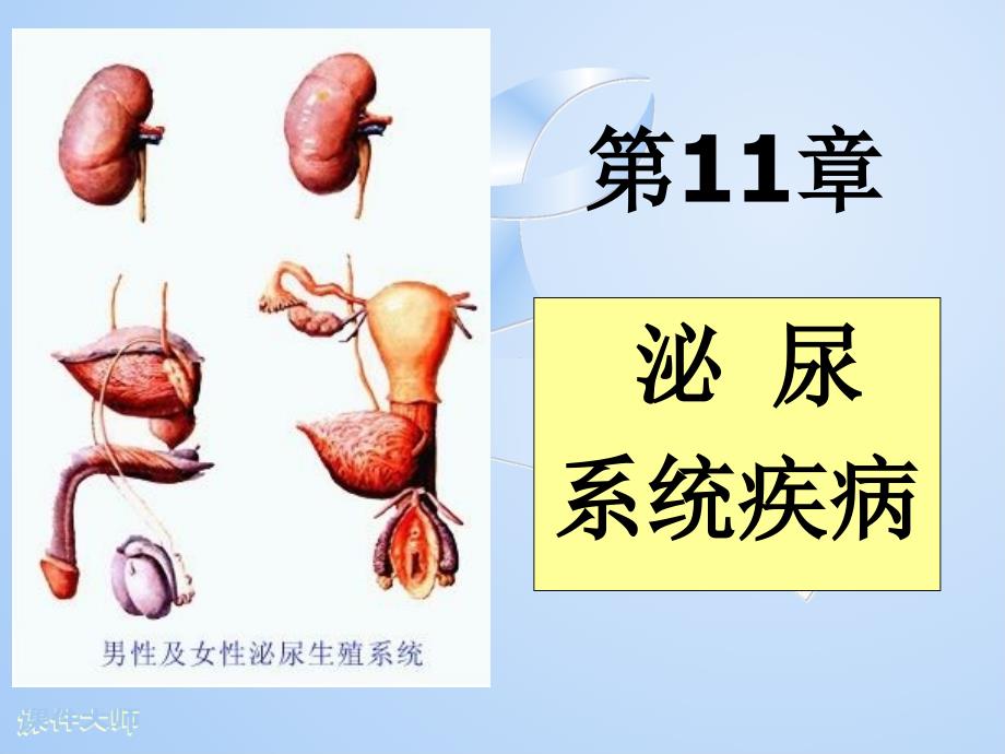 第十一章-泌尿系统疾病_第1页