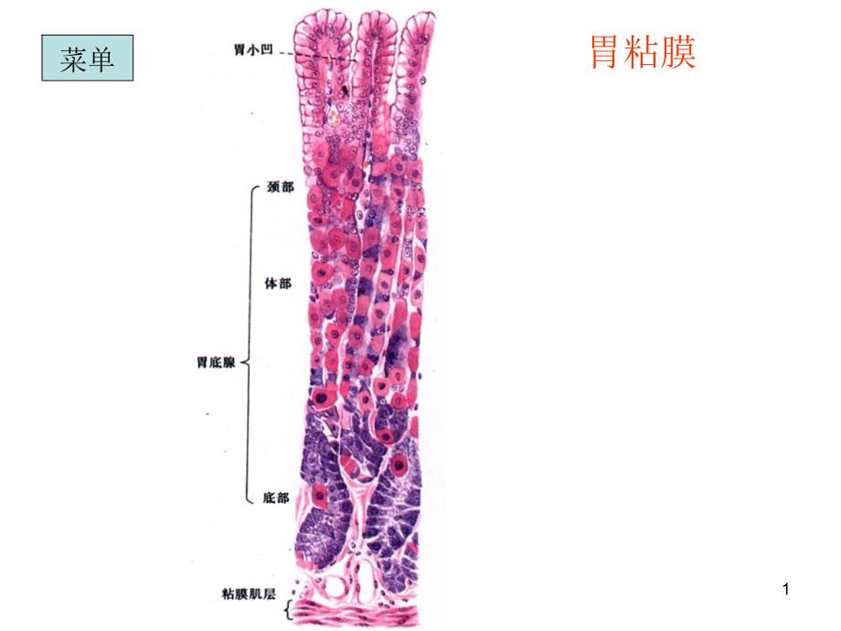 组织胚胎学切片复习 课件_第1页