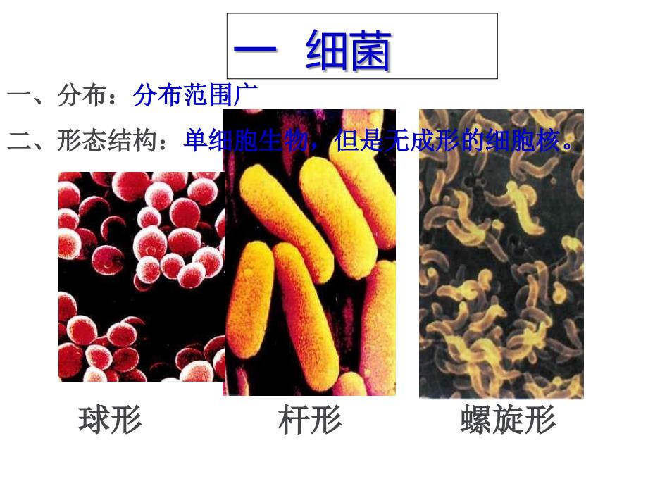 细菌病毒生活中真菌_第1页