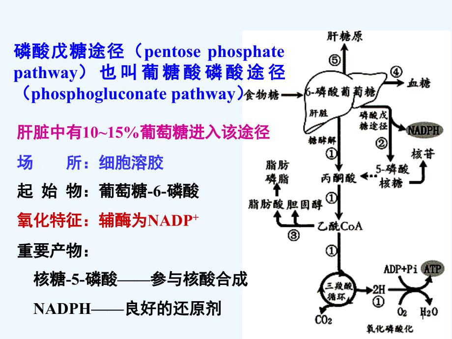 糖代谢其它途径_第1页