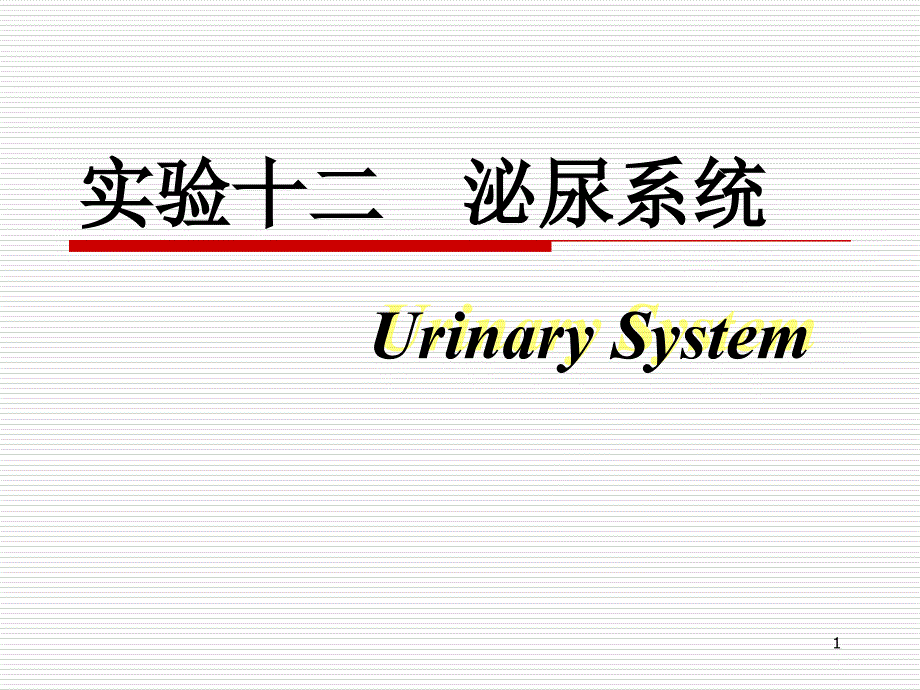 组织胚胎学 泌尿系统_第1页