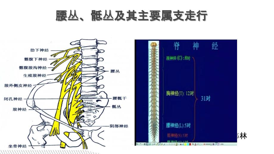 腰骶丛及分支_第1页