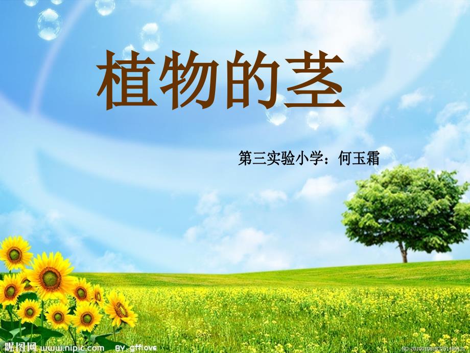 青岛版小学四年级科学上册《植物的茎》课件_第1页