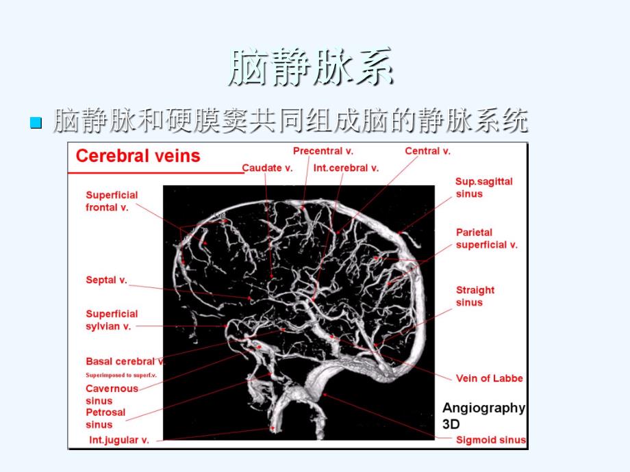 脑血管解剖脑静脉系22027_第1页