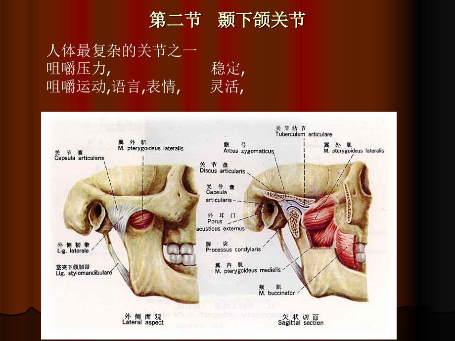 《神经分布第二节 题下领关节》课件_第1页