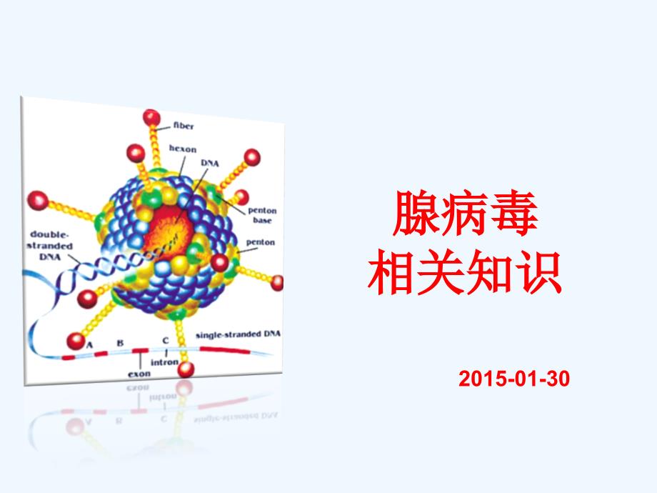 腺病毒ppt_第1页