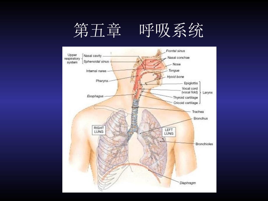 解剖生理学呼吸所系统ppt课件_第1页