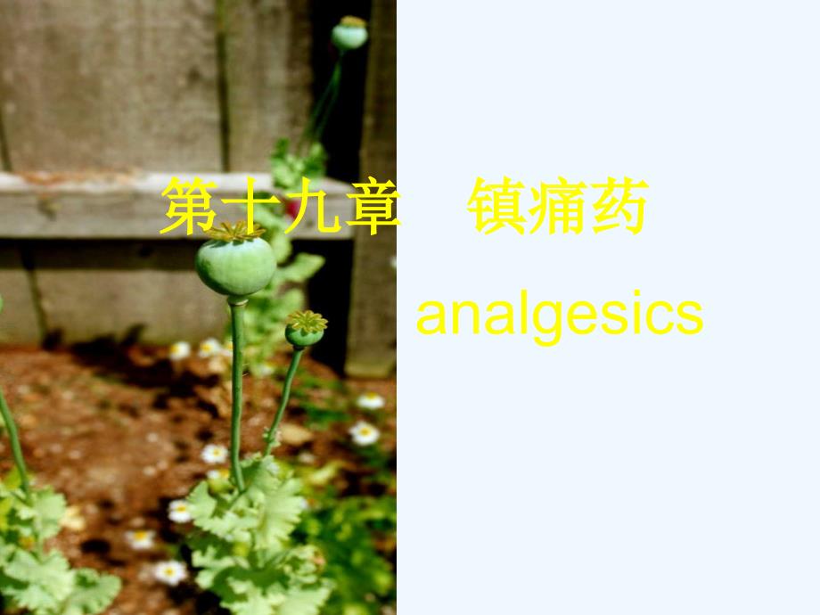 药理学镇痛药素材_第1页