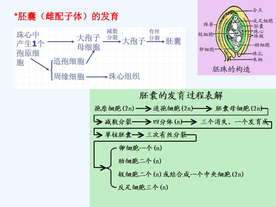 药用植物学课件果实种子_第1页