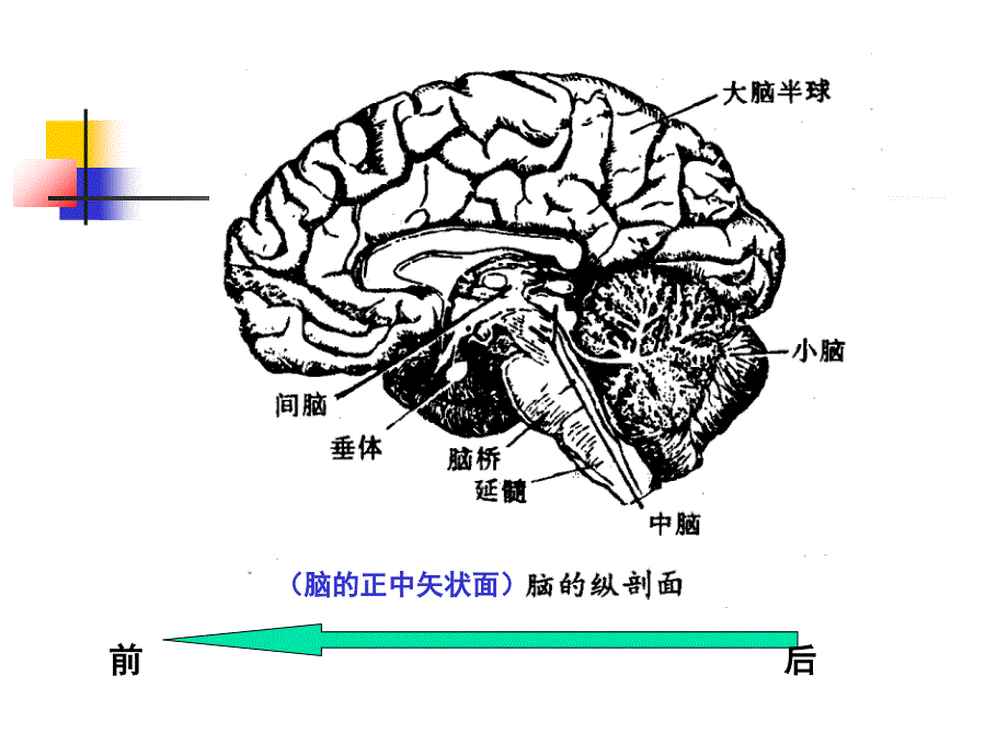 课件六第一篇第七章儿童神经系统结构功能及发育_第1页