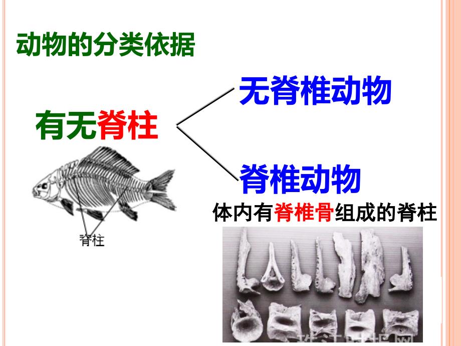 中考生物专题复习《无脊椎动物》ppt课件_第1页