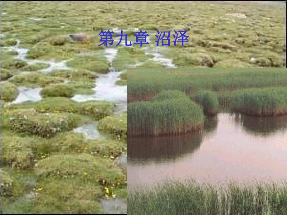 沼泽的水文特征与利用改造_第1页