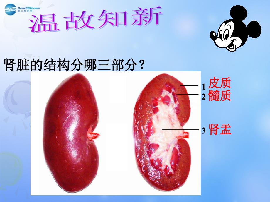 七年级生物下册 尿液的形成和排出课件 济南版_第1页