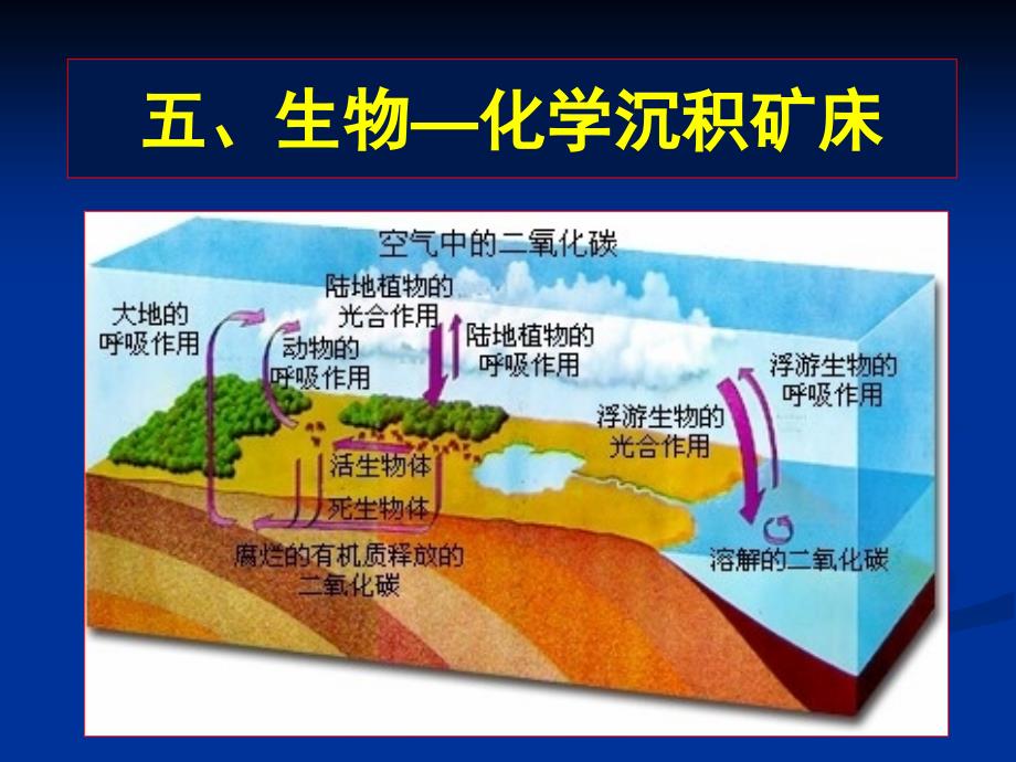 第10章5生物化学沉积_第1页