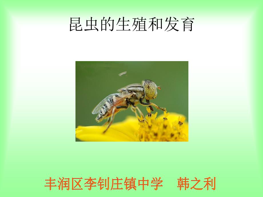 昆虫生殖和发育_第1页