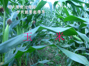 作物栽培学教学课件玉米