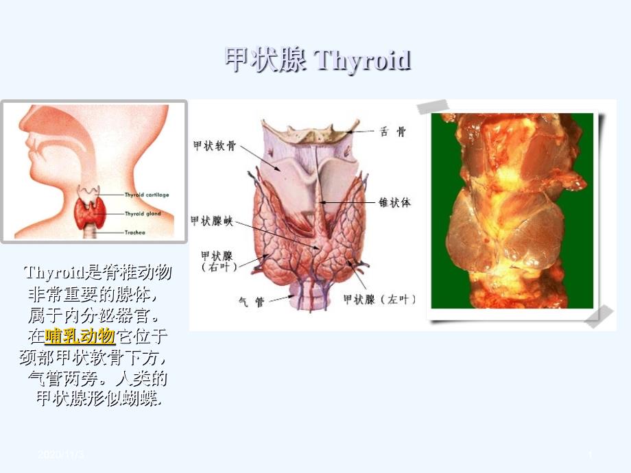 甲状腺激素药_第1页