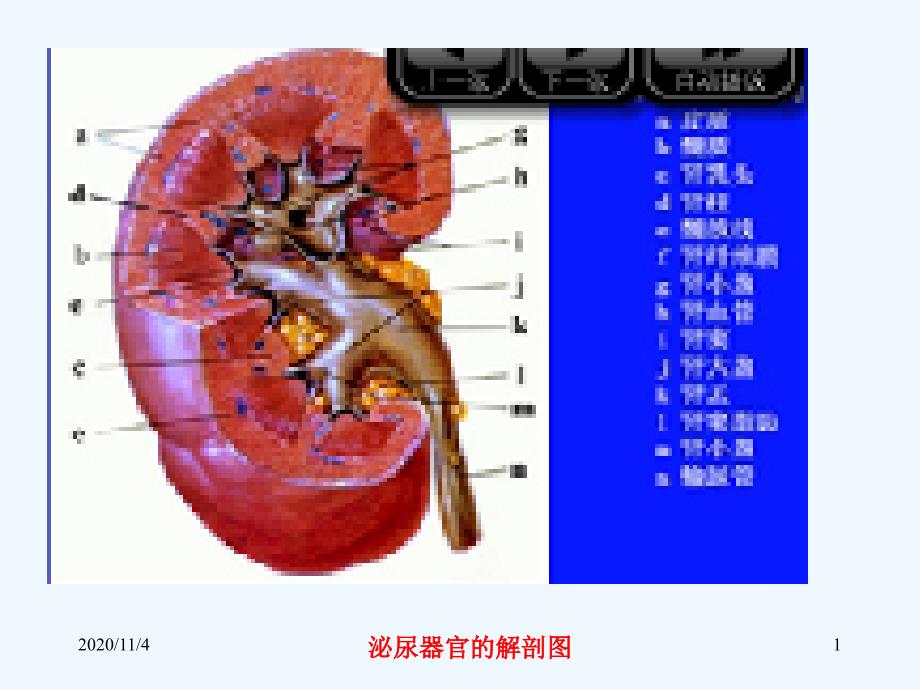 泌尿系统疾病兽医内科学_第1页