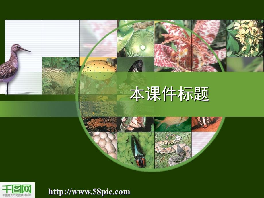 生物课题课件ppt模板_第1页