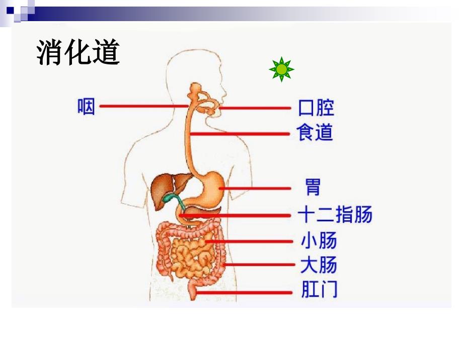 七年级生物下册2012第四单元第二章第三节合理营养与食品安全人教版1_第1页