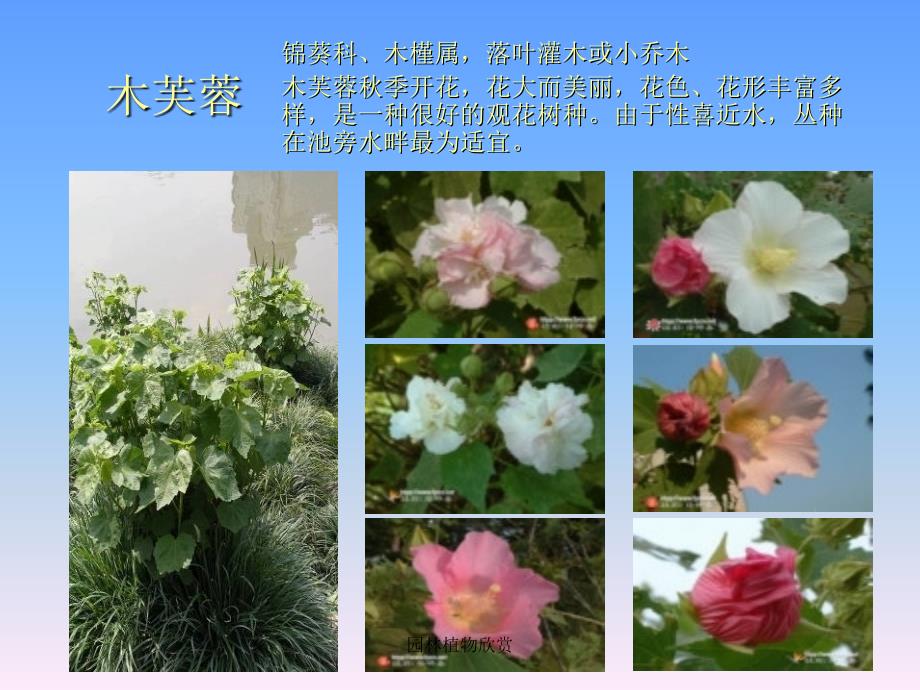 园林植物欣赏课件_第1页