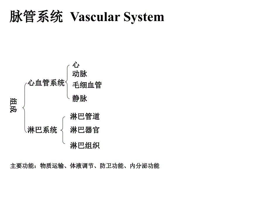 脉管总论心脏_第1页