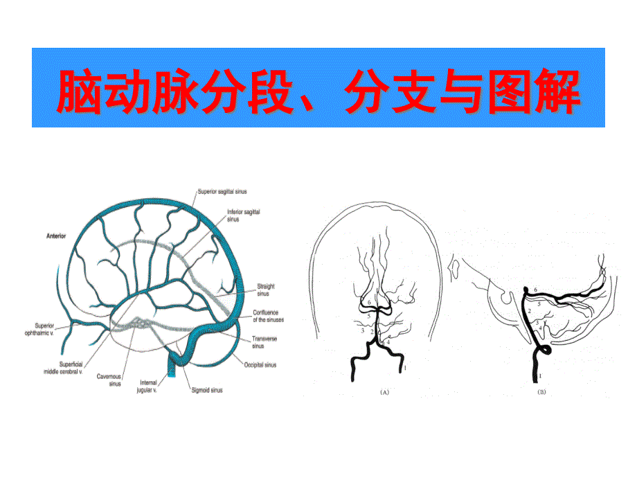 脑动脉分段分支与图解_第1页