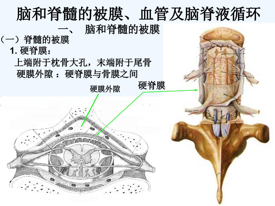 脑与脊髓的被膜、血管_第1页