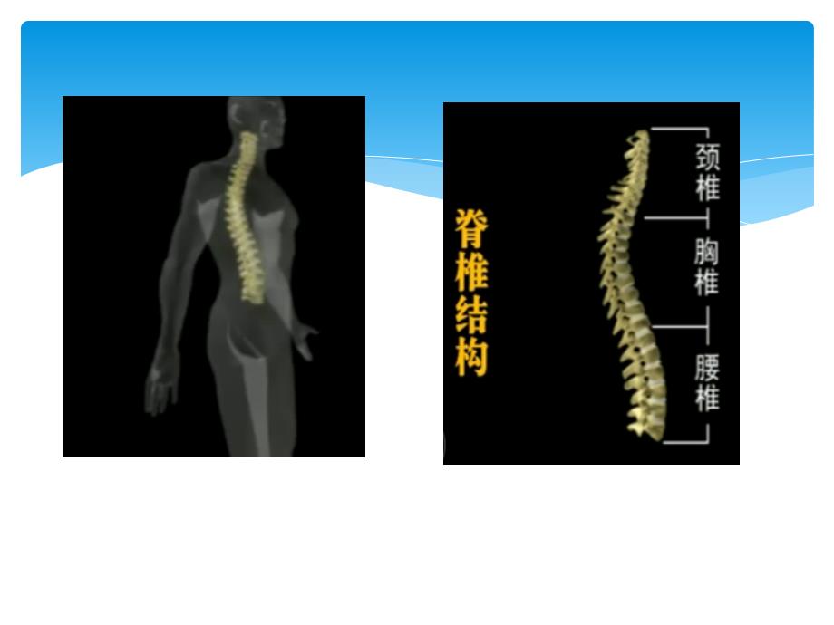 脊髓中枢神经解剖学_第1页