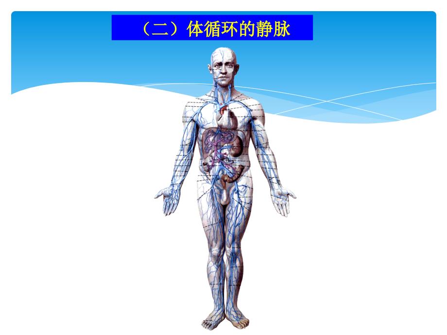 解剖生理学基础循环系统_第1页