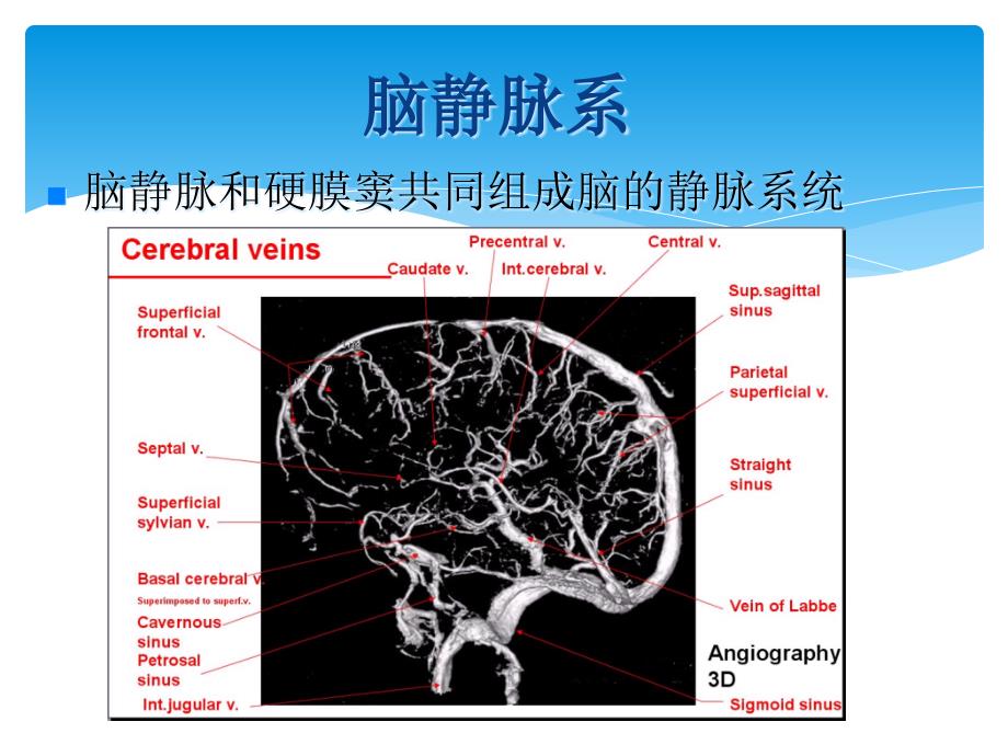 脑血管解剖脑静脉系22027_第1页