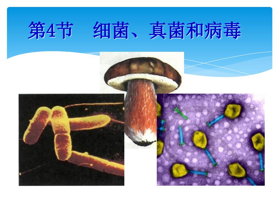 讲解细菌真菌和病毒_第1页