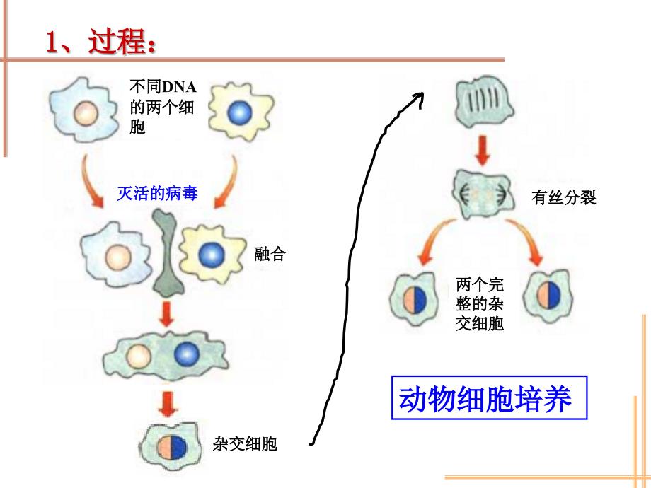 2.2.2 动物细胞融合与单克隆抗体_第1页