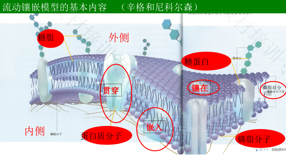 《細胞器之間的分工合作》PPT新教材課件_第1頁