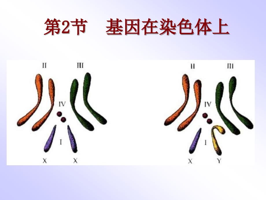 基因在染色体上58754_第1页