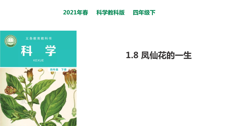 2021年春教科版四年級下冊科學(xué)18《鳳仙花的一生》課件_第1頁