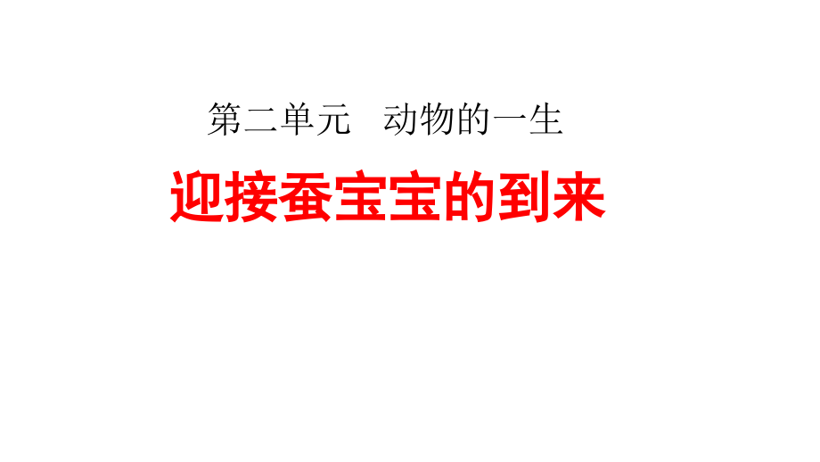 2020教科版小學科學三年級下冊《迎接蠶寶寶的到來》課件_第1頁