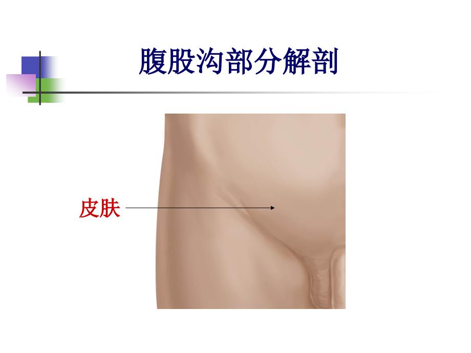 腹股沟解剖图示课件_第1页