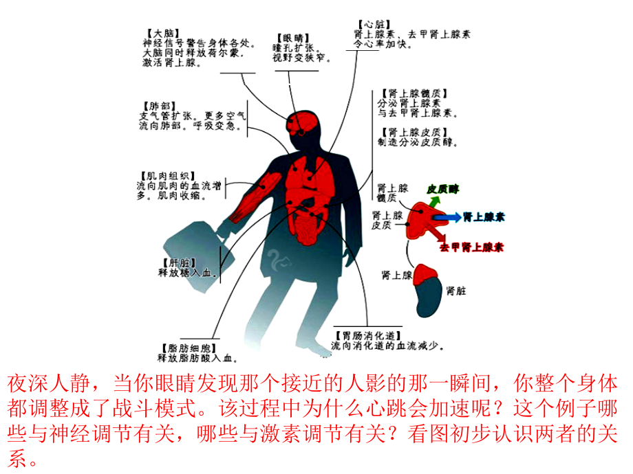 【人教版新教材】《體液調(diào)節(jié)與神經(jīng)調(diào)節(jié)的關(guān)系》優(yōu)質(zhì)課件1_第1頁