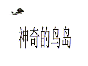 《神奇的鳥(niǎo)島》課件