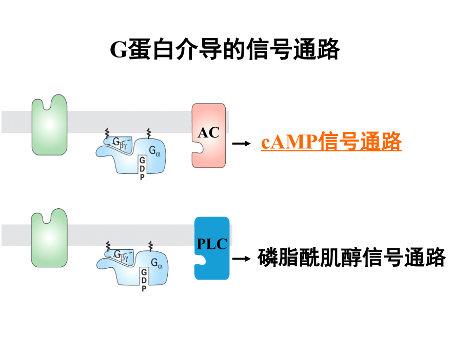 醫(yī)學(xué)細(xì)胞生物學(xué) 1 G蛋白介導(dǎo)的信號(hào)通路_第1頁(yè)