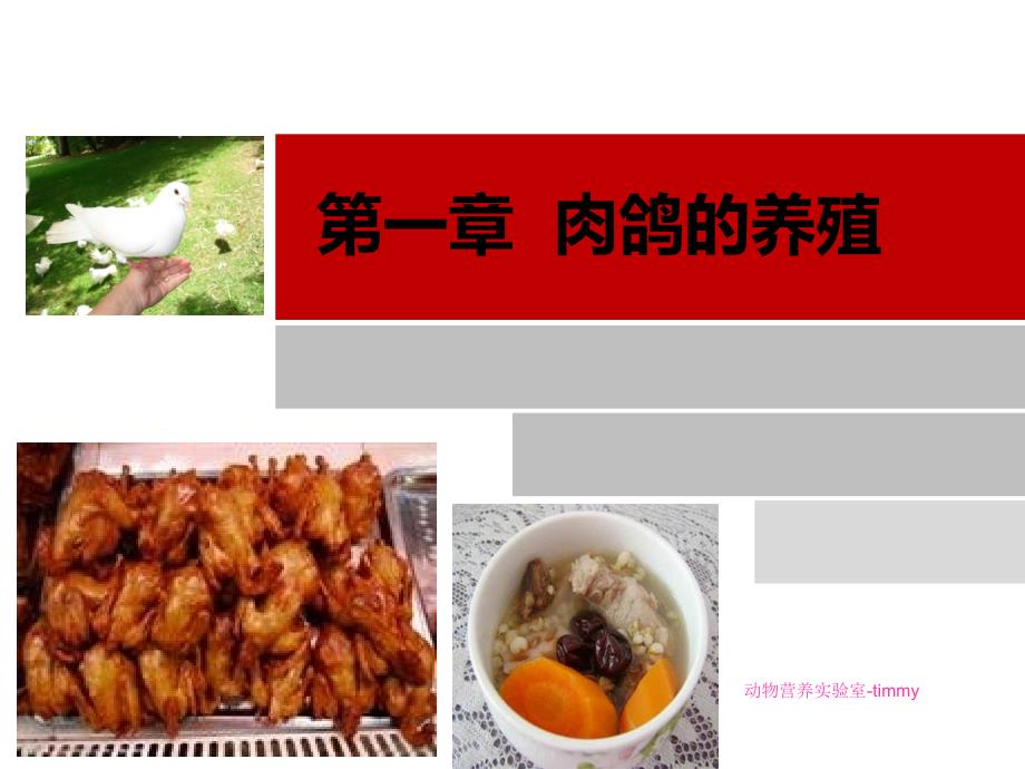 特种经济管理与肉鸽养殖管理规划_第1页