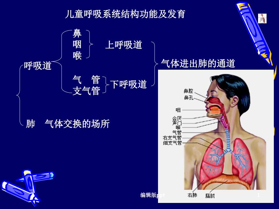 儿童呼吸系统结构功能及发育课件_第1页