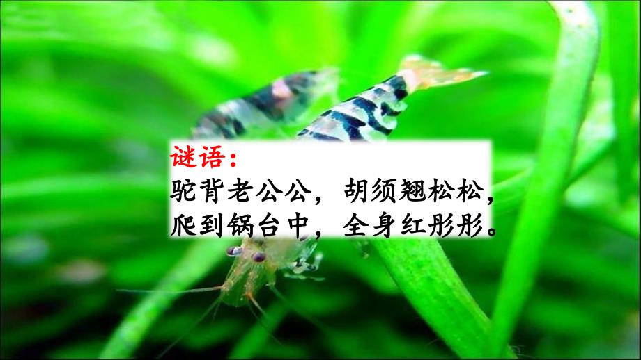 部编版小学语文三年级下册15-小虾ppt课件_第1页